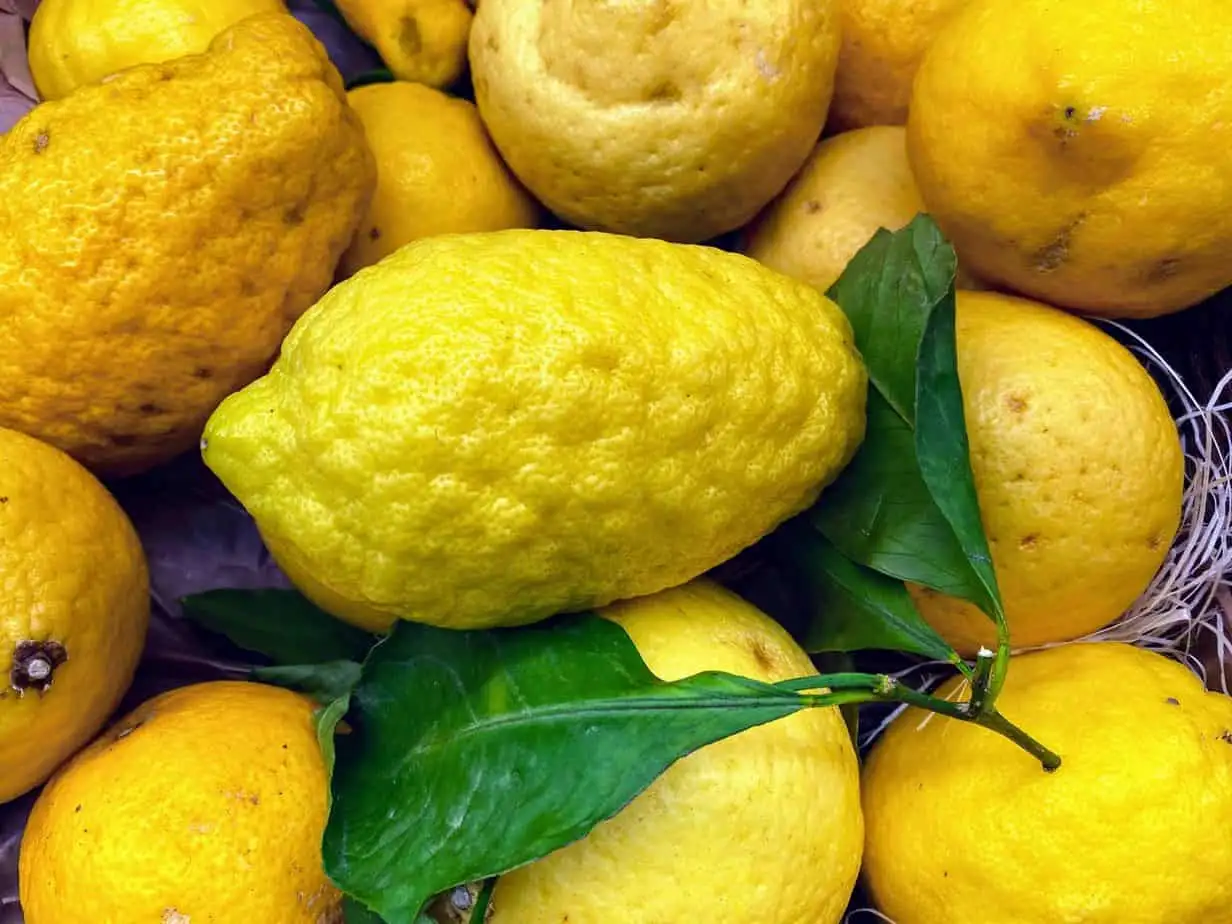 Limón: Beneficios, Variedades y Cultivo en Casa