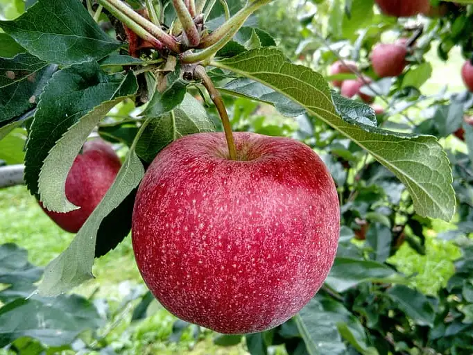 Manzana: Beneficios para la salud e información nutricional